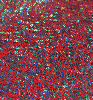 Disco turkis hologram på rød baggrund-0